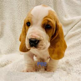 PB2 - Red and white male Basset Hound puppy in Britton, South Dakota from K&S Canines