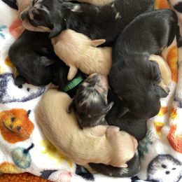 Dachshund Puppies from Dream Doxies