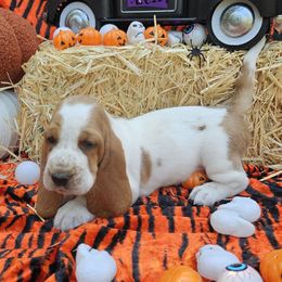 Purdy - Red and white female Basset Hound puppy in Big Rapids, Michigan from Basket Hound Bassets