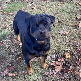 Olive - Rottweiler
