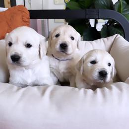 Girl 2 - Light golden female Golden Retriever puppy in Manti, Utah from Arrowhead Kennels