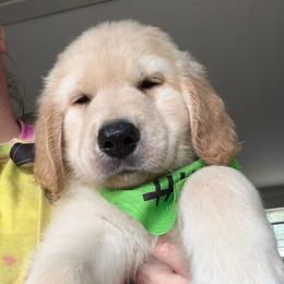 Mr Green - Banshee - Golden male Golden Retriever puppy in Umatilla, Florida from AT Marvelous Kennels (AKA AT Marvelous Pet Services)