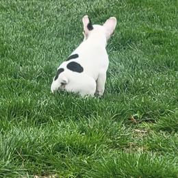 French Bulldog Puppies from Absolute Frenchie Connection