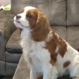 Assorted Doodle Crosses and Cavalier King Charles Spaniels from Parker's Pups
