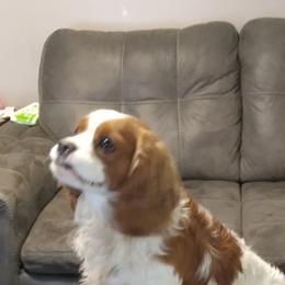 Assorted Doodle Crosses and Cavalier King Charles Spaniels from Parker's Pups