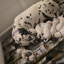 Dalmatian puppies from Legacy Dalmatians