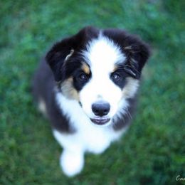 Australian Shepherd Puppies from Impact Australian Shepherds