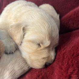Muffin - Golden male Golden Retriever puppy in Blackfoot, Idaho from Ivy’s Goldens