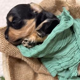 Girl 1 - Black and cream female Dachshund puppy in Orange, Texas from Little Lovelies Dachshunds