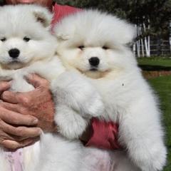 Samoyeds from Polar Mist Samoyeds