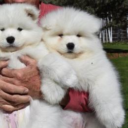 Samoyeds from Polar Mist Samoyeds
