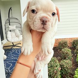 French Bulldog Puppies from J & S French Bulldogs