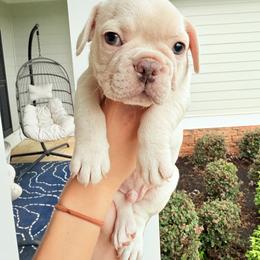 French Bulldog Puppies from J & S French Bulldogs