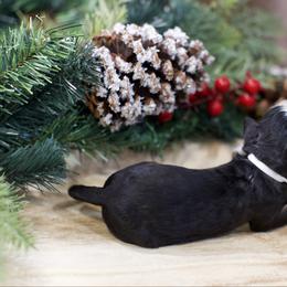 Madeline - Tri-color female Bernedoodle puppy in Queen Creek, Arizona from Dulcito Doodles