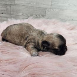 Tashys Girl 2 - Fawn female Pekingese puppy in Maurice, Louisiana from Stephanie's Bayou Pekingese