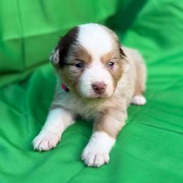Girl 3 - female Miniature American Shepherd puppy in Plant City, Florida from Osborne & Stormborn FL Kennels
