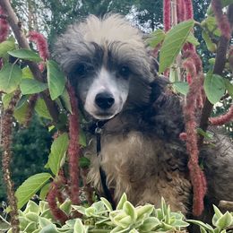 Puff Boy - Chinese Crested puppy from Halcyon Chinese Cresteds