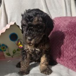 Ridge, Black and tan phantom boy - Phantom male Goldendoodle puppy in Freedom, New York from Samantha's Goldendoodles