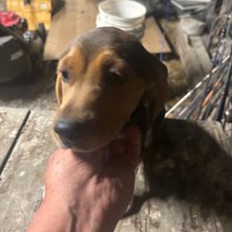 Female - White black and tan female Beagle puppy in Martinton, Illinois from Iroquois River Beagles