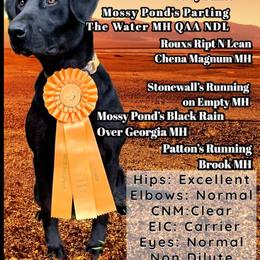 Oakley - Labrador Retriever
