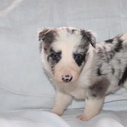 Whimsy - Blue merle female Border Collie puppy in Cedartown, Georgia from Ferguson Border Collies