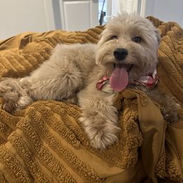 Olive - Goldendoodle