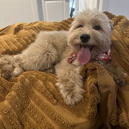 Olive - Goldendoodle