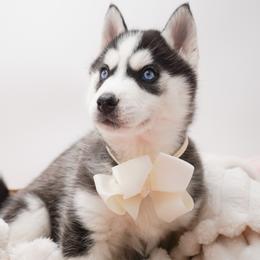 Golden Retriever, Miniature American Shepherd, and Siberian Husky Puppies from HuskiesAndGoldensWithFinesse