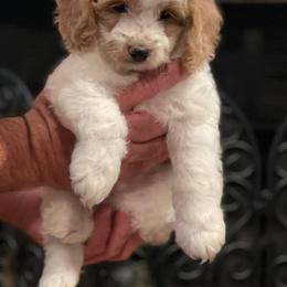 Cockapoo Puppies from Bright and Beautiful Cockapoos