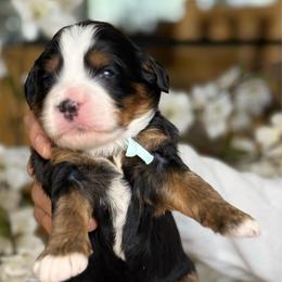 Gizmo - Tri-color male Bernedoodle puppy in Yuciapa, California from AlltheDoodlez_