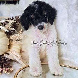 Sterling - Parti male Poodle puppy in Cleveland, Georgia from Jam's Doodles And Poodles