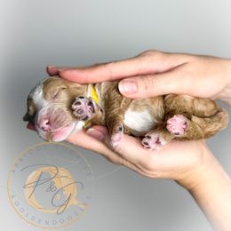 Colonel Mustard (yellow collar male) - Apricot male Goldendoodle puppy in Murrieta, California from Apricot Poodles & Goldendoodles, LLC