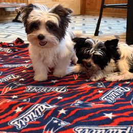 Yorkshire Terrier Puppies from Tails of Joy MA