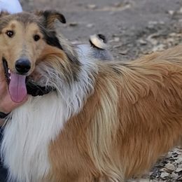Collies and Pugs from Sharp Classic Collies