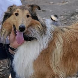 Collies and Pugs from Sharp Classic Collies