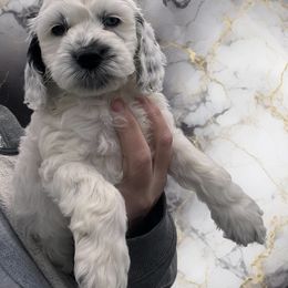 Zero - male Cockapoo puppy in Connersville, Indiana from MoonShine Babies