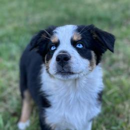 Pippa - Black tri-color female Australian Shepherd puppy in St. Paul, Oregon from Raybell Ridge Farm