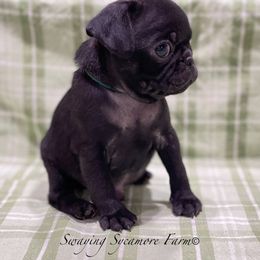 Pug and Shih Tzu Puppies from Swaying Sycamore Farm