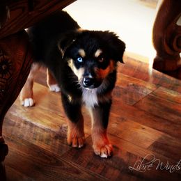 Australian Shepherd Puppies from Libre Winds Australian Shepherds