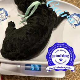 Cairo - Silver male Poodle puppy in Mobile, Alabama from Semmy’s Standard Poodle LLC