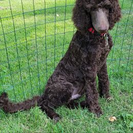 Jasper - Brown Poodle puppy in Missouri from 7P Services