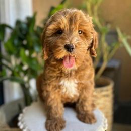 Mad Hatter - Caramel red male Australian Labradoodle puppy in Palmdale, California from Pixie Doodle Paws