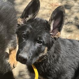 German Shepherd Puppies from Brooks High Quality Breeders