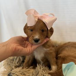 PAPAYA - Apricot female Goldendoodle puppy in Independence, Oregon from Ankeny Doodles