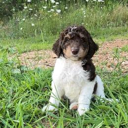 Loki - Brown and white male Aussiedoodle puppy in Springfield, Missouri from Aspen River Doodles