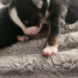 Miniature Australian Shepherd and Toy Australian Shepherd Puppies from Kinsley's Cuties & SouthPaw Creations