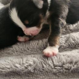 Miniature Australian Shepherd and Toy Australian Shepherd Puppies from Kinsley's Cuties & SouthPaw Creations