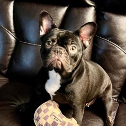 Indy - French Bulldog
