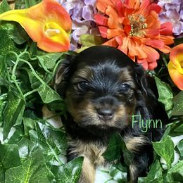 Yorkshire Terrier Puppies from Cutest AKC AZ Yorkies