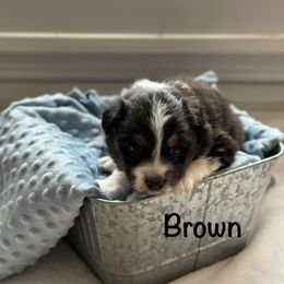 Australian Shepherd Puppies from Julia Rose Ranch
